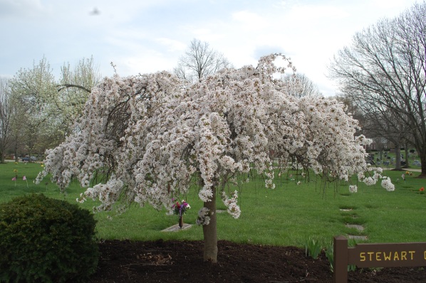 Dogwood Tree