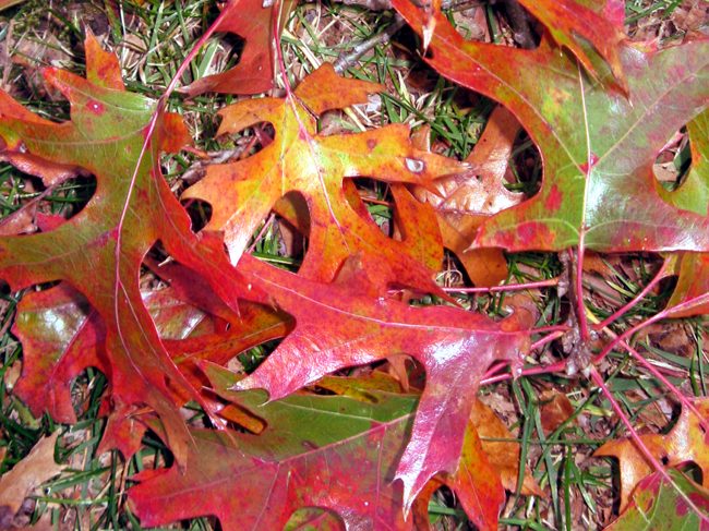 Fall leaves