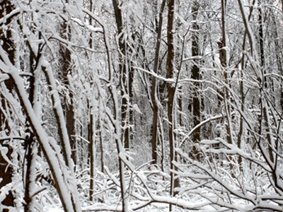 Winter woods