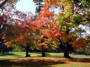 Toledo Memorial Park fall image